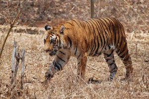 Dholpur-Karauli: Rajasthan’s 5th Tiger Reserve & India’s 54th