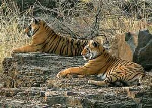 Top 10 Wildlife Reserves in Rajasthan