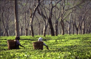 Top 5 Tea Plantation Vacations in India!