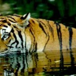 Tiger Spotting - Jim Corbett