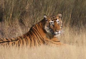 Wildlife Reserves of India: A selection of the best!