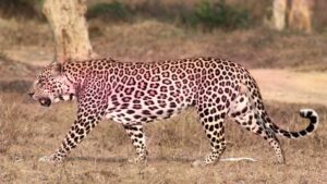 Pink Leopard Ranakpur Rajasthan