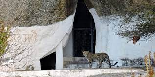 Want to see a Pink Leopard? Visit Ranakpur! - Interesting
