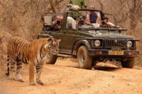 tiger sighting