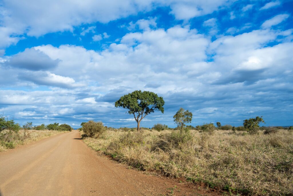 leopard safari