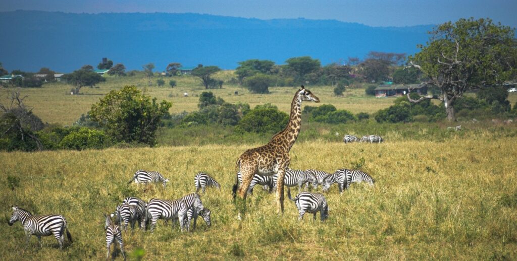 jungle safari