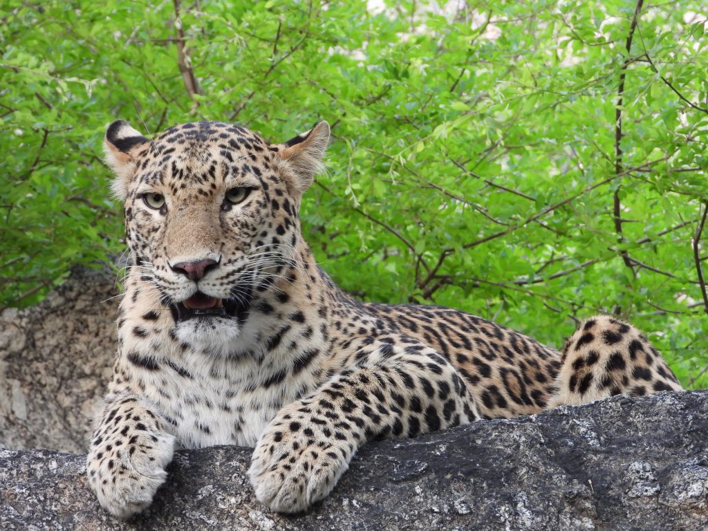 jungle safari rajasthan