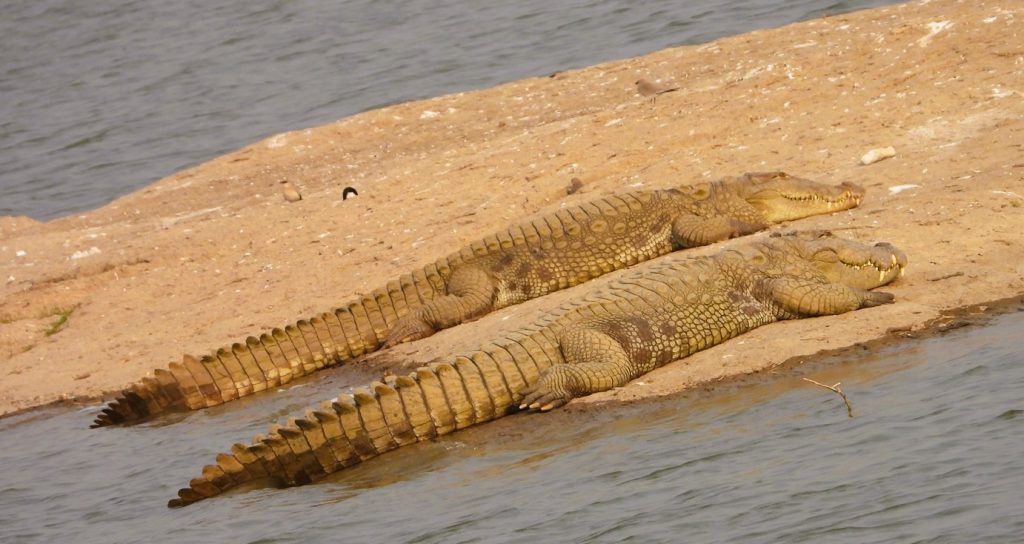 wildlife in ranakpur