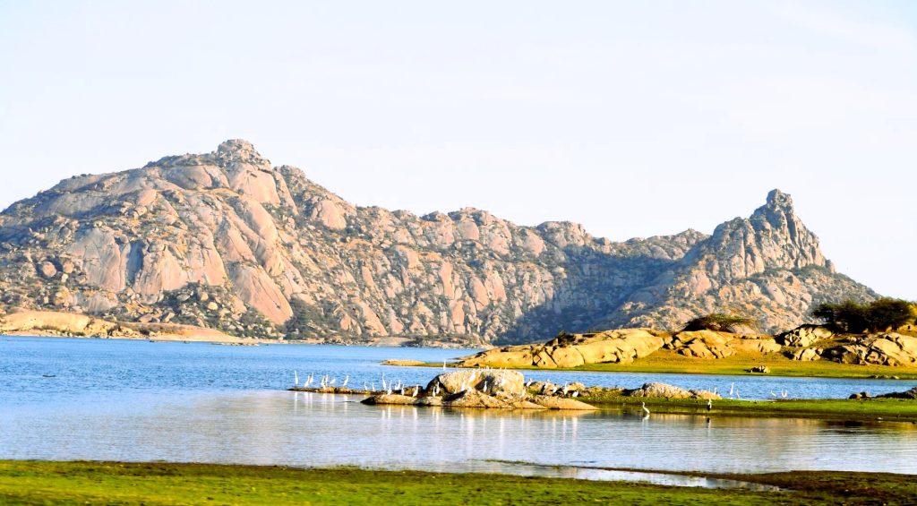 leopard safari's jawai