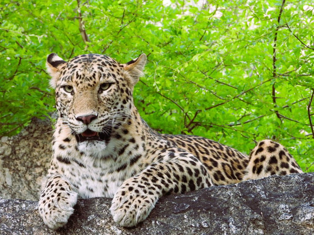 leopard safari in ranakpur
