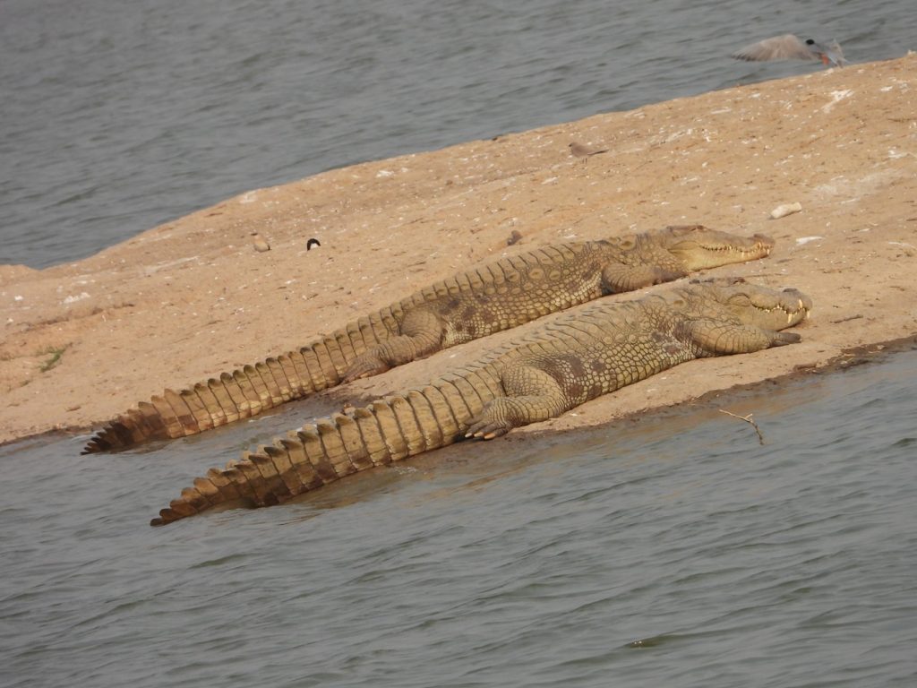 safari's in ranakpur