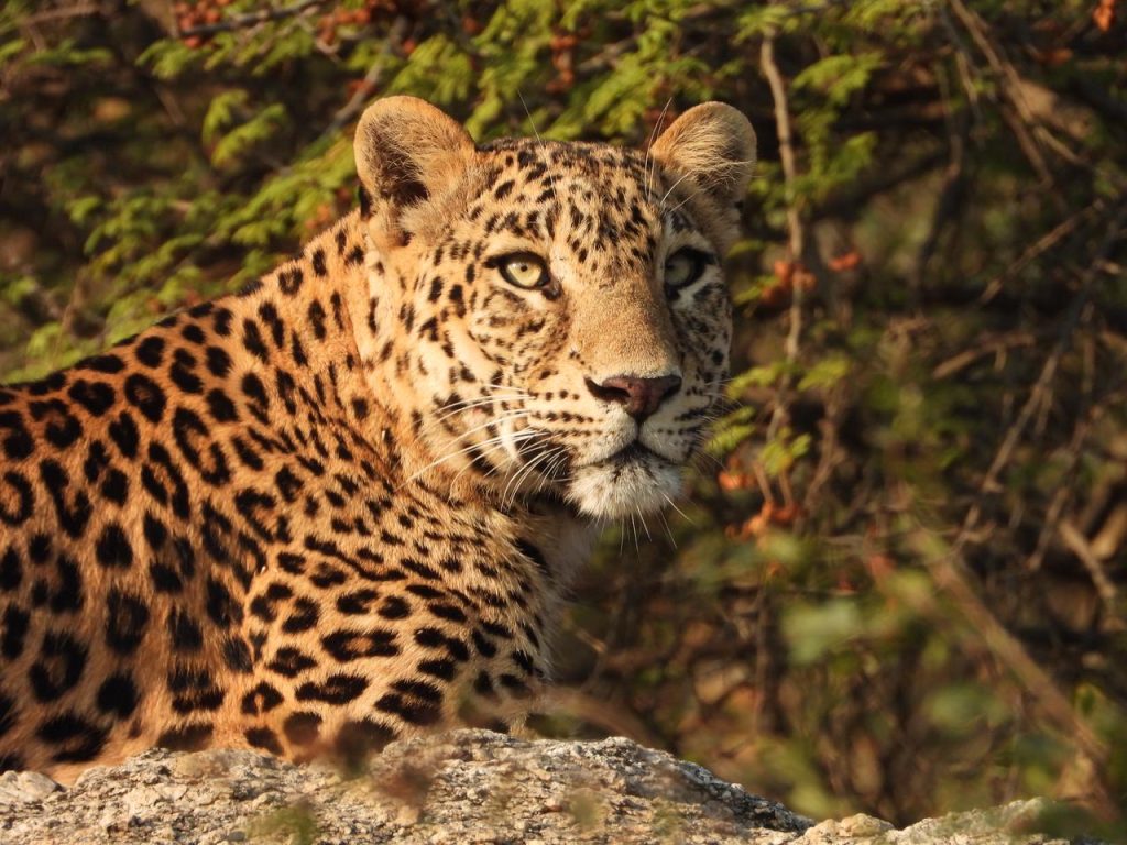 wildlife safari in ranakpur