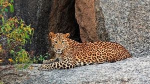 Leopard resting among rocks in the Ranakpur wildlife region
