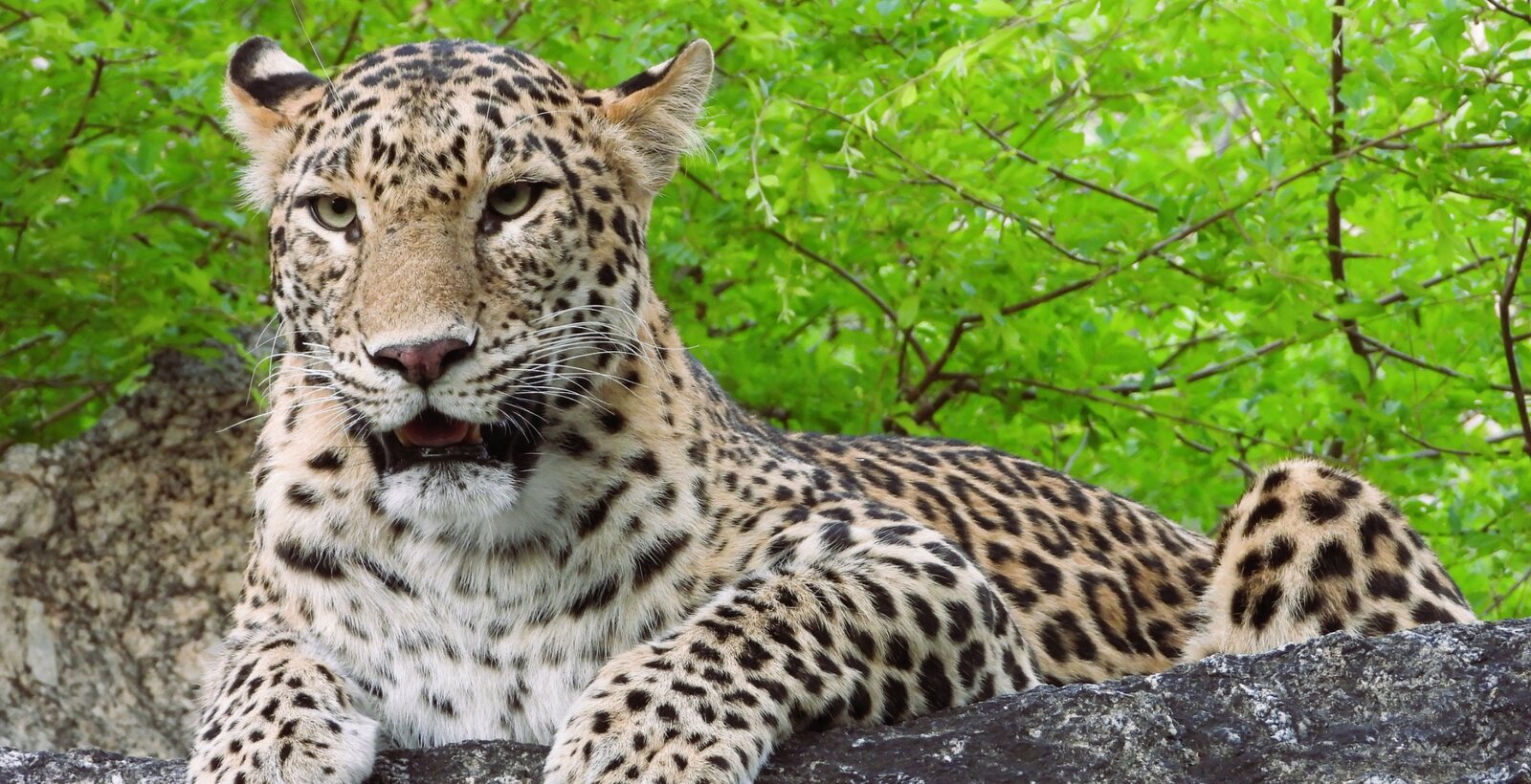 Leopard safari in Ranakpur during the green season