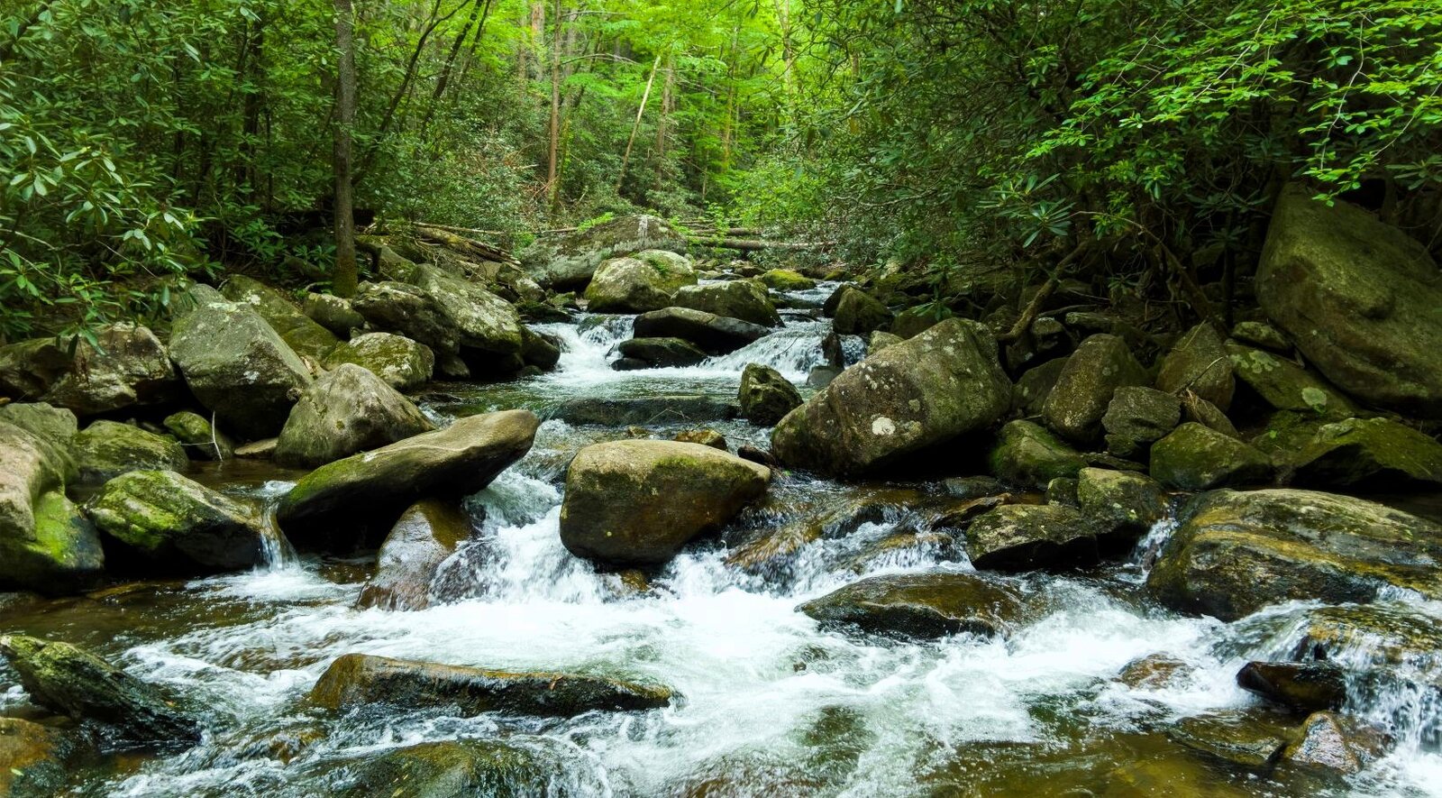Monsoon stream flowing through the green Aravalli hills near Ranakpur